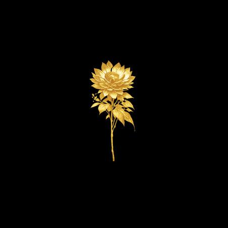 Dark Dhalia