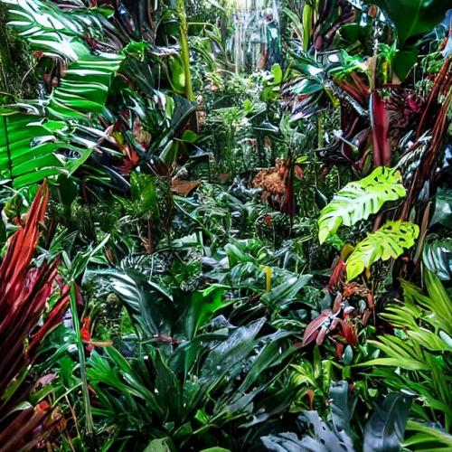 Plastic Jungle
