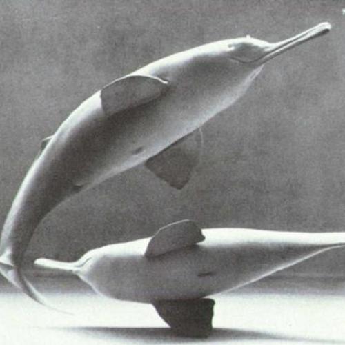 South Dolphin