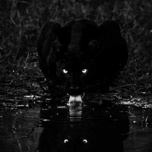 ALVUWKI, Geghard - pantera