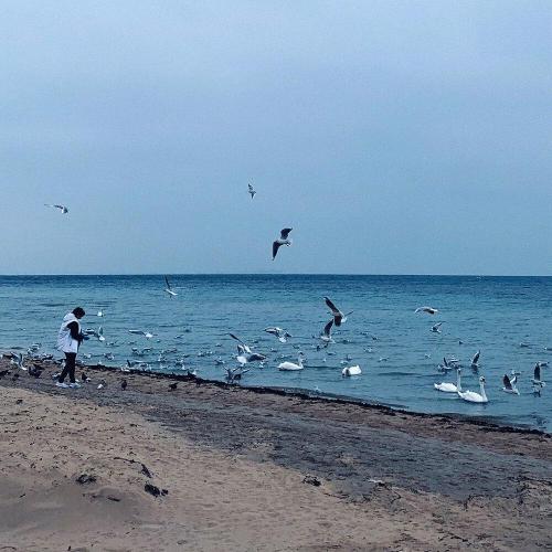 Амора, Paperbirds - мало