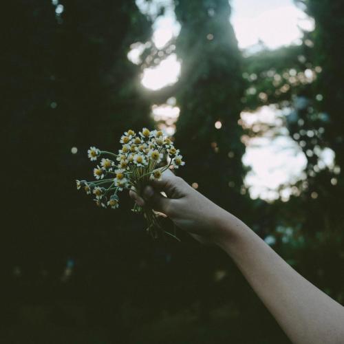 Bleedingxheart - Lovely