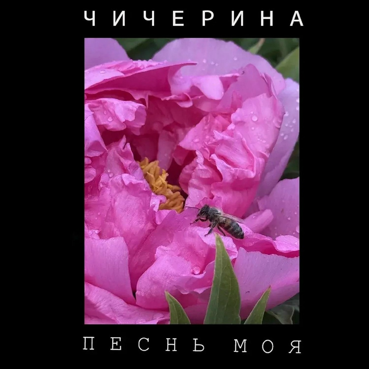 Песнь моя - Чичерина