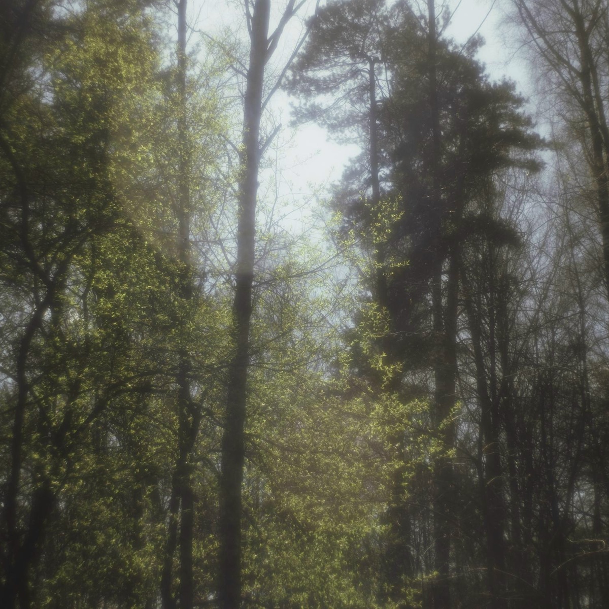 Memory of Light - Chilly Holliday