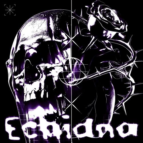Cursed Void - echidna