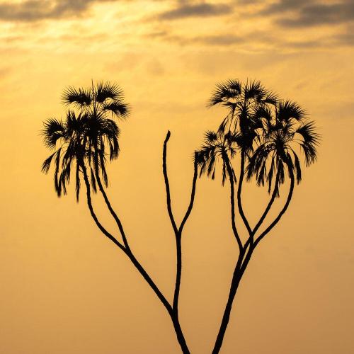 desert date - hold me
