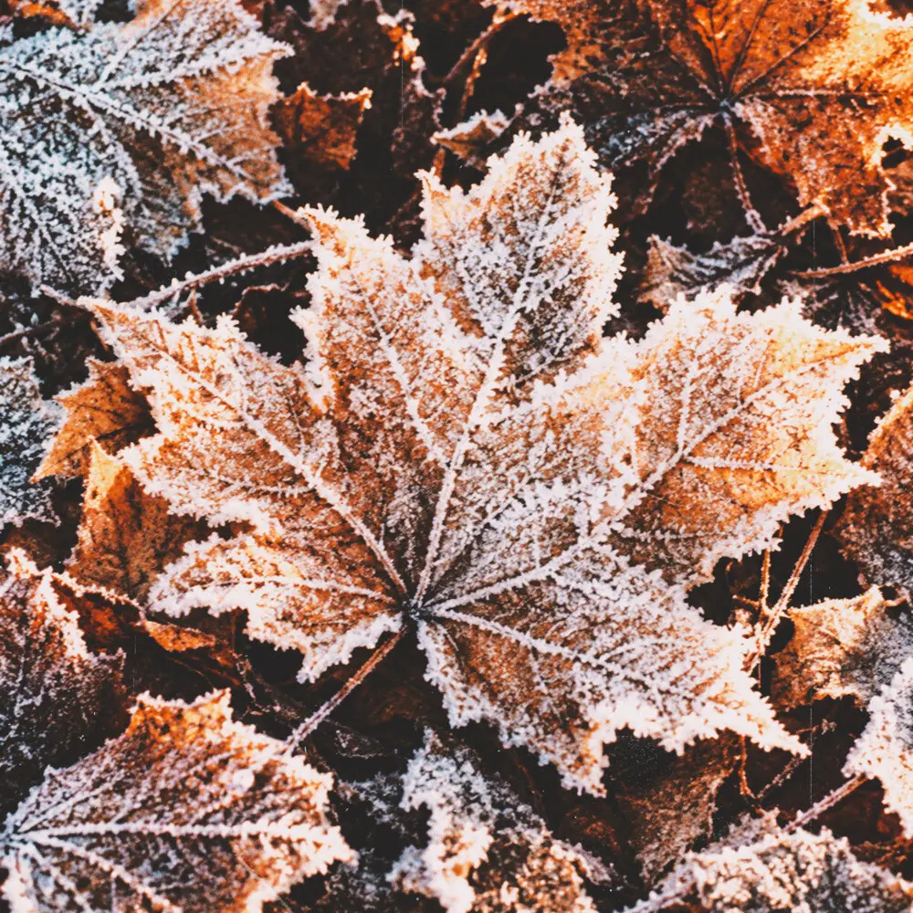 frosts - DJ Creepy