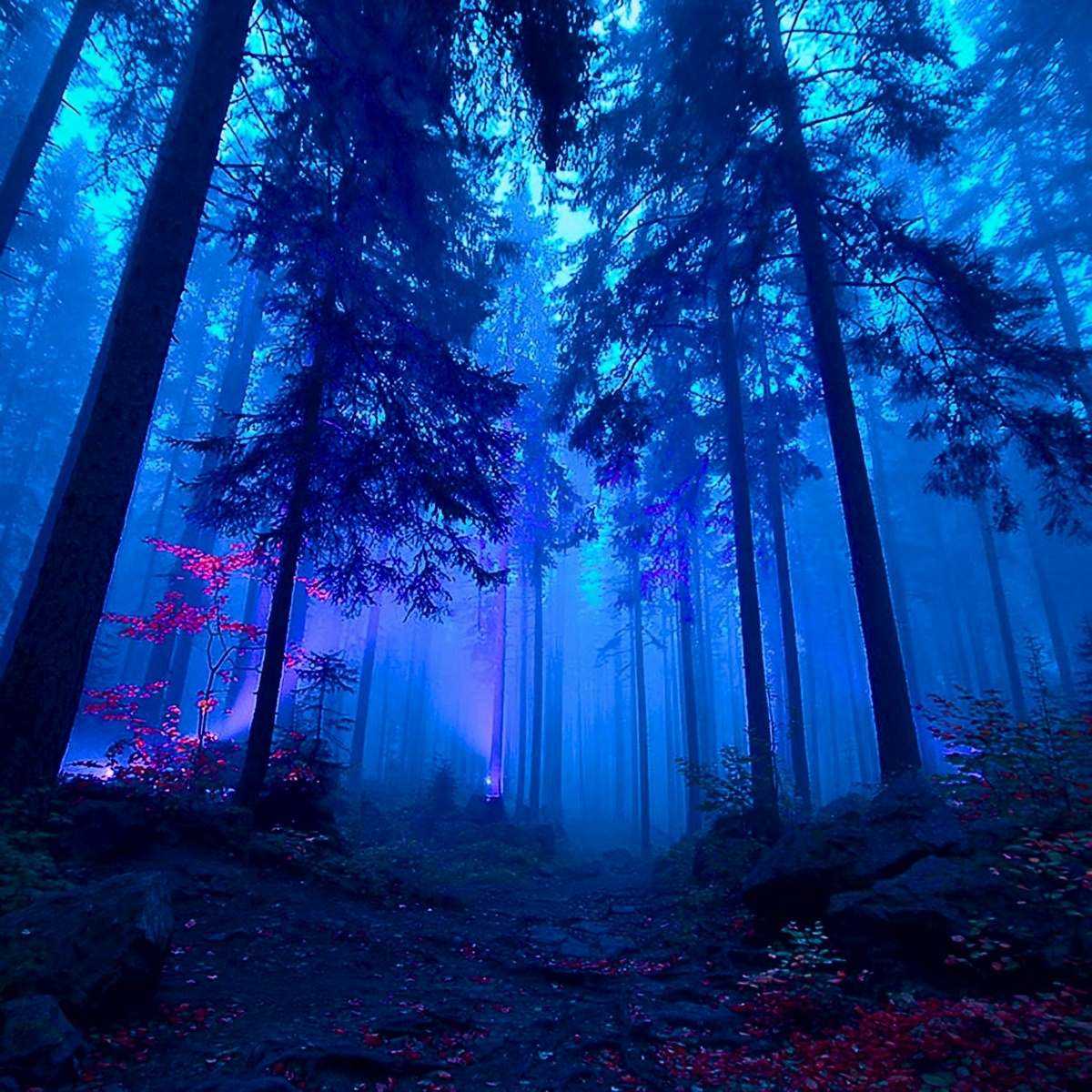 music of nature - dp