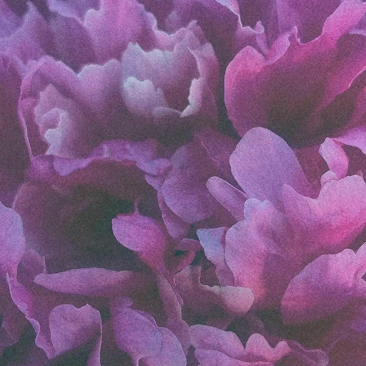 oh, my dear love - enisieda