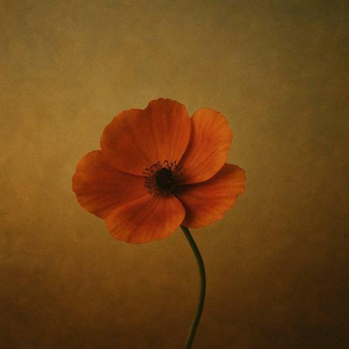 Ernar Amandyq - Жалғыз гүл