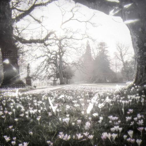 Falxce - Forbidden Forest