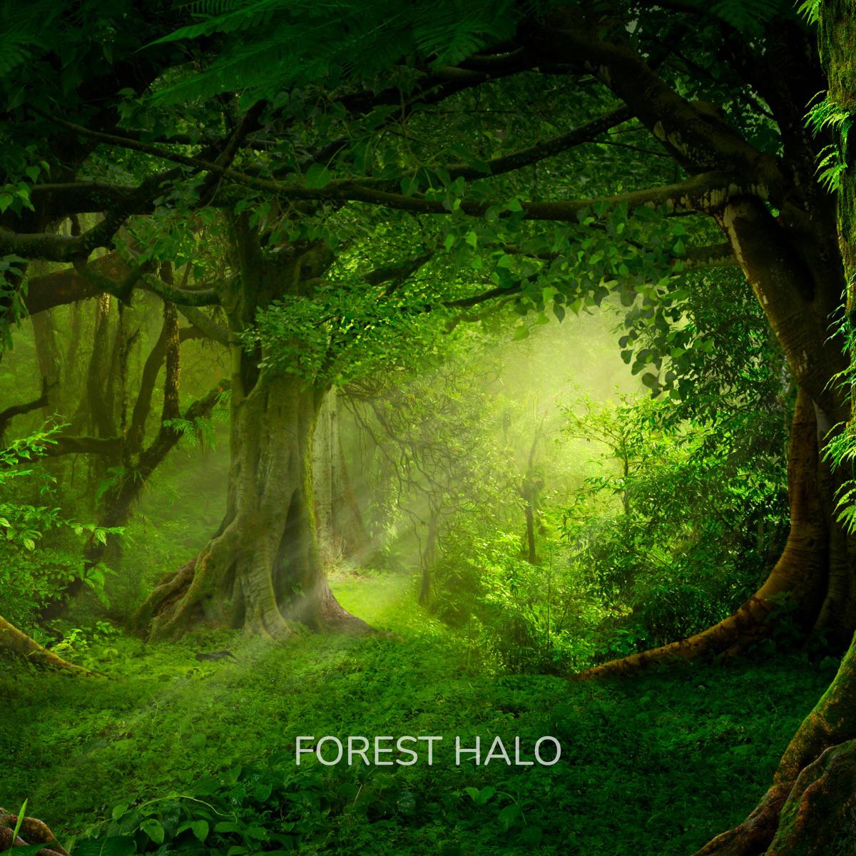Dreamer (Spa) - Forest Halo