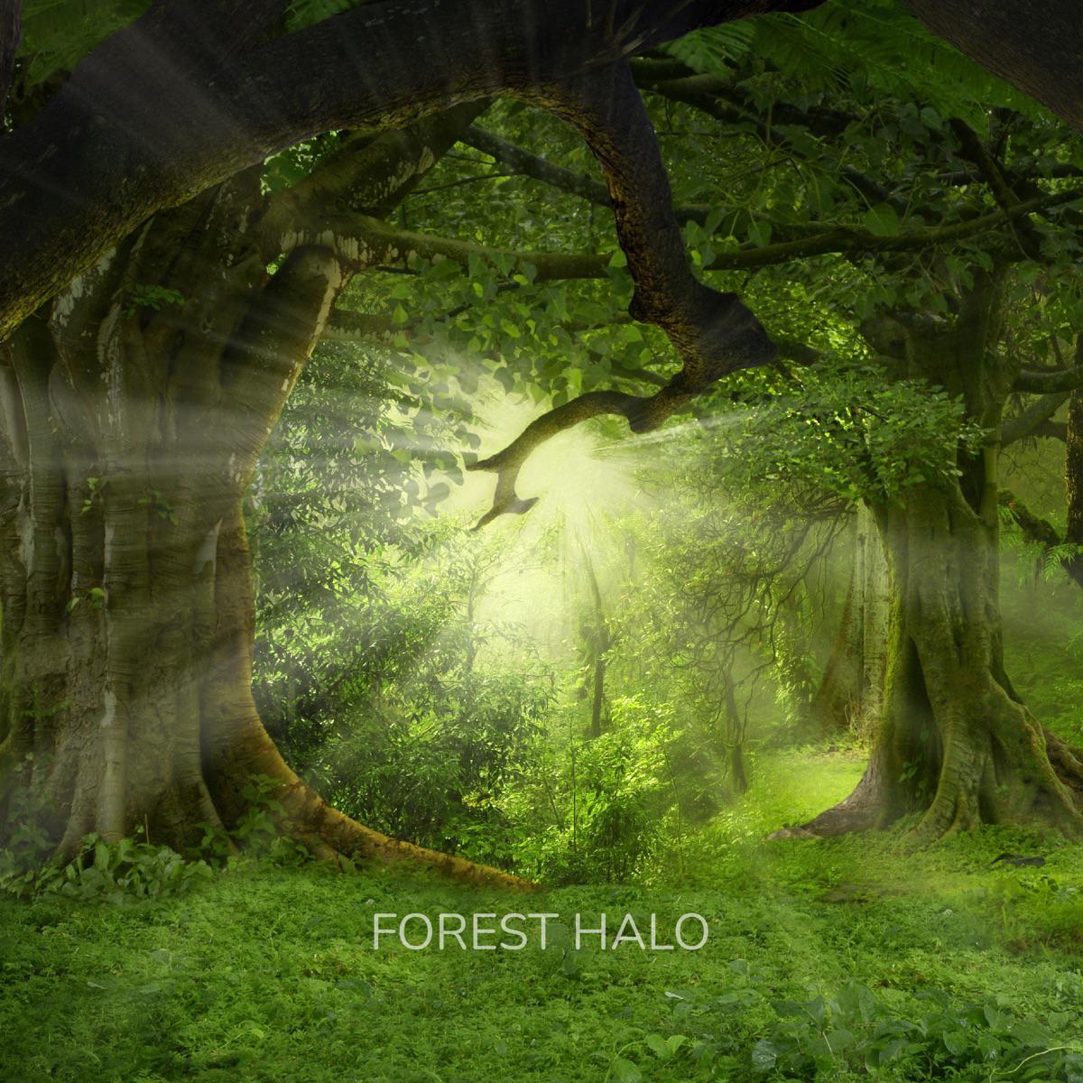 Warm Embrace (Spa) - Forest Halo