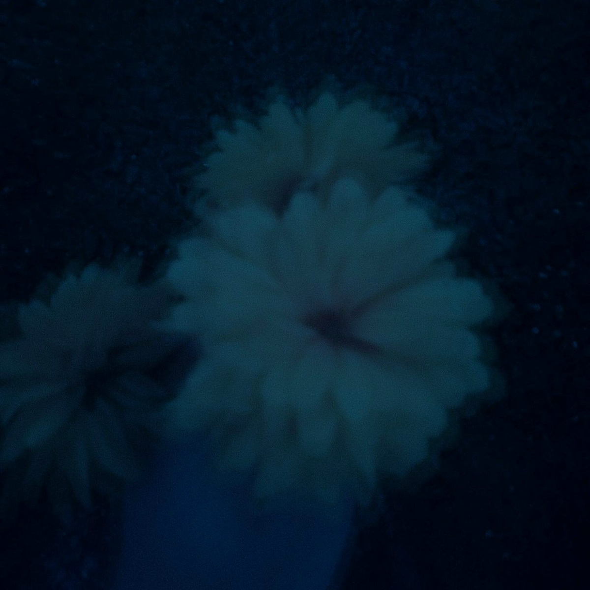 drowsiness - Fraqu, sløwness