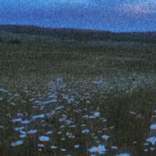 friendly to crows & how r u - Eternal sleep