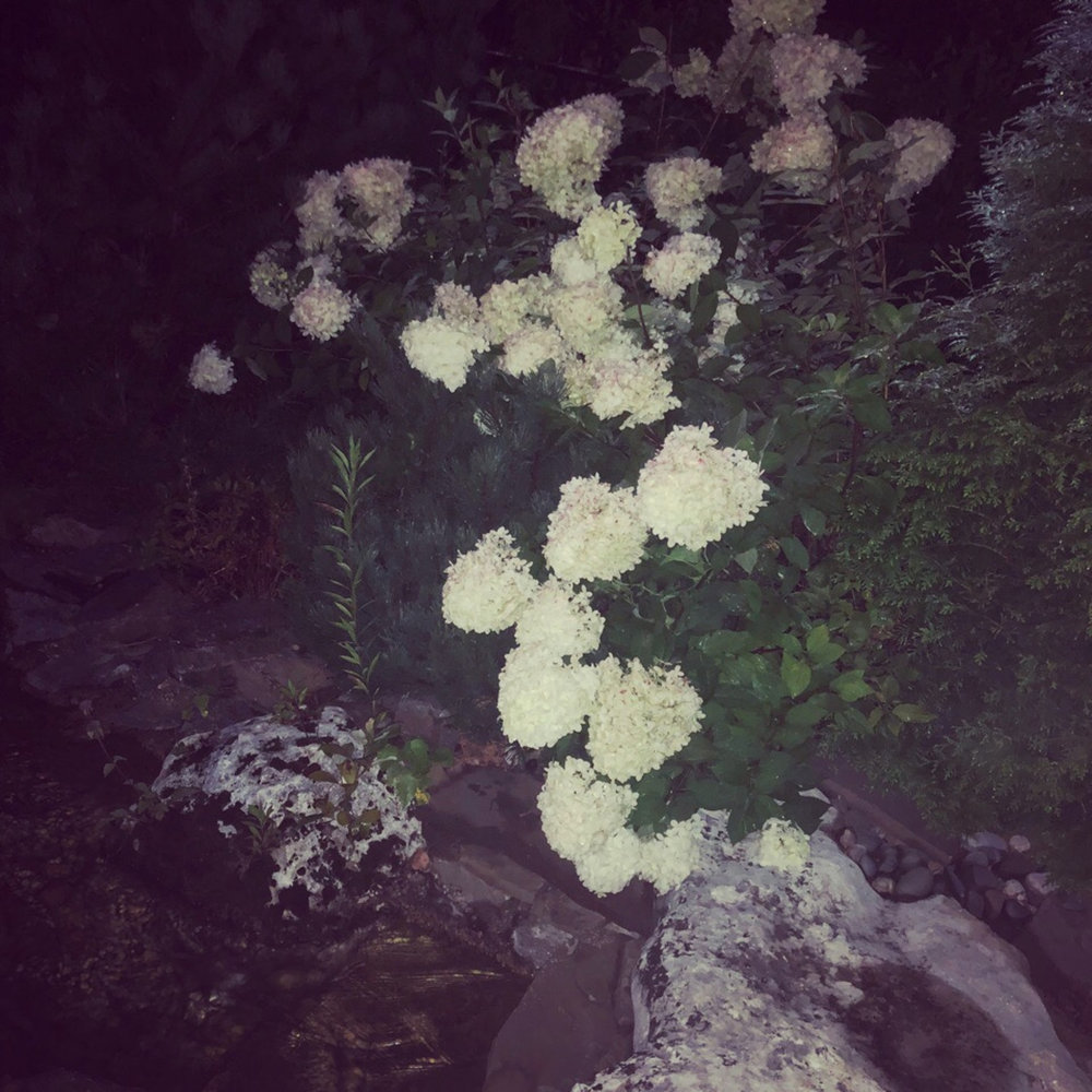 Вино - GENIMI