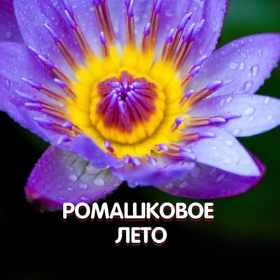 РОМАШКОВОЕ ЛЕТО - Гравитация