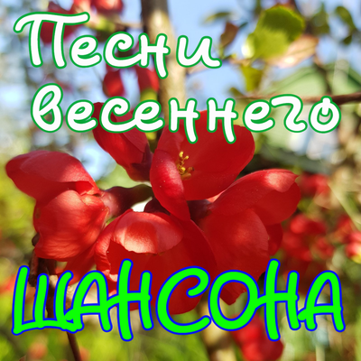 Жена чужая - Группа Запретка