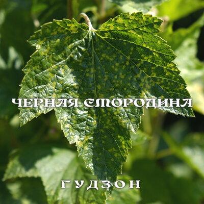 Чёрная смородина - ГУДЗОН