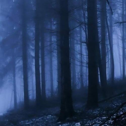 hoqu - Aural Vista