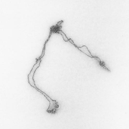 Horse Vision - Toxoplasma
