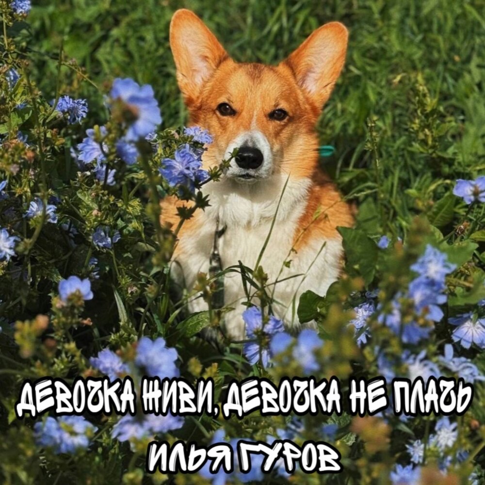 Девочка живи, Девочка не плачь - Илья Гуров
