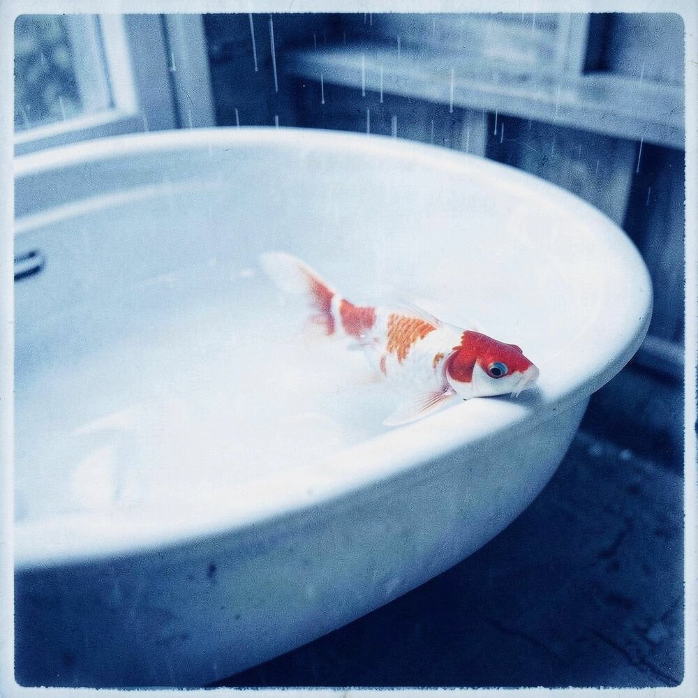 Koi in the Sink - lilmac, Aprilburn