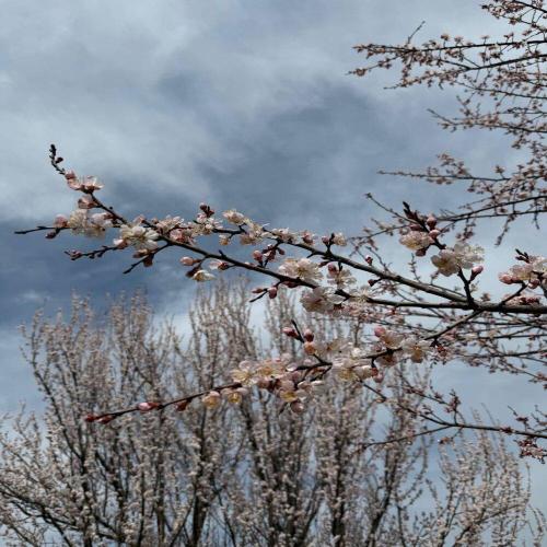 цветёт - метель