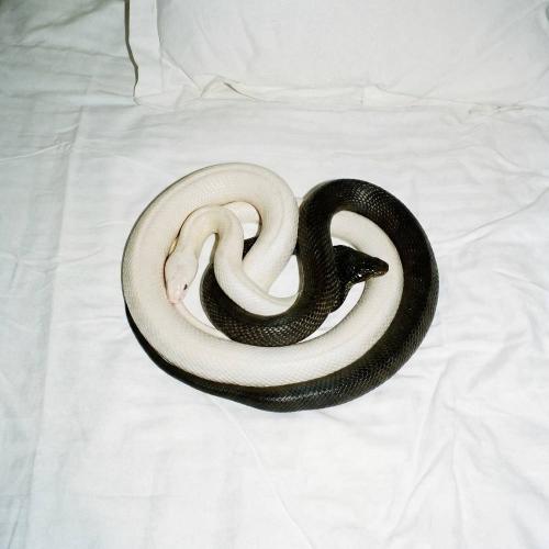 Motive - YIN YANG