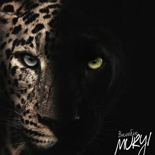 MURYI - Вылюблю