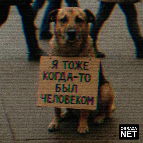 obraza net - Собака