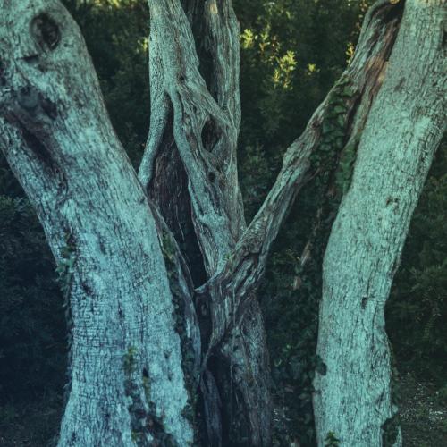 Olivia Belli, John Metcalfe, Louisa Fuller & Chris Worsey - Triune