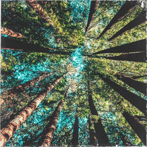 Forest - PLXYADEVTH