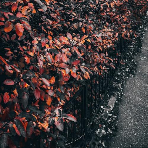 Эймисссэйаймиссю - Port Avenue