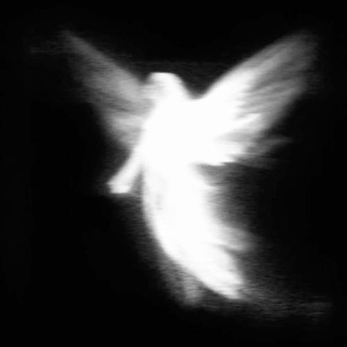 Prznt & NODRUMZ - Angel$
