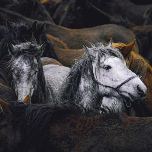 Rakheemow - Khaganate