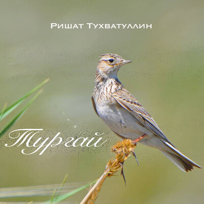Тургай - Ришат Тухватуллин