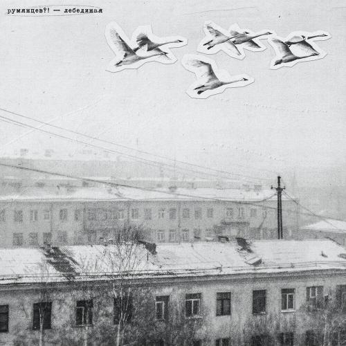 румянцев？! - лебединая