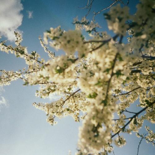 SadSvit feat. Do Sliz - Луги