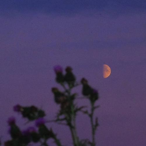 Sharai - Love you