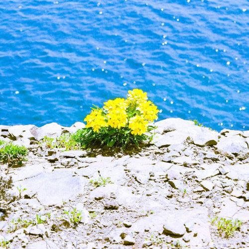 SIKORO - JUST DON'T CARE
