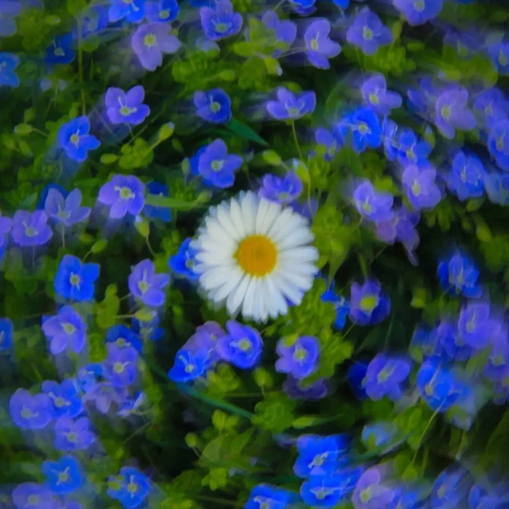 one flower to u - sleeppills