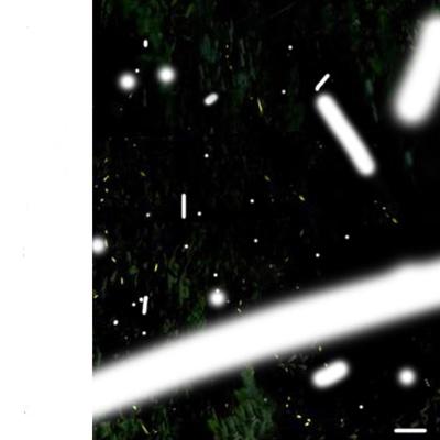 Fireflies - SLOVE, Appaloosa