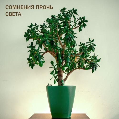 Сомнения Прочь - Света