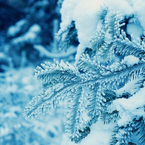 Frozen Ascent - Stephen