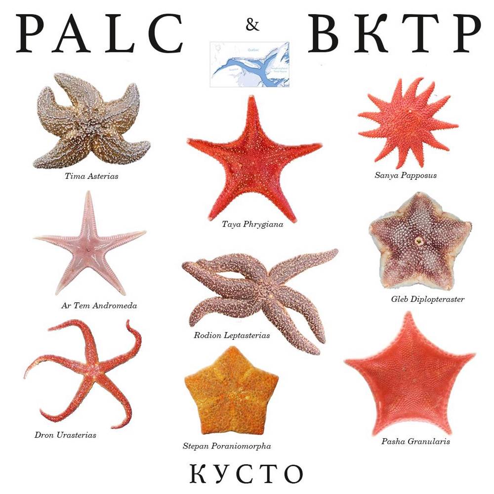 Кусто - Видеокассета Твоих Родителей & PALC