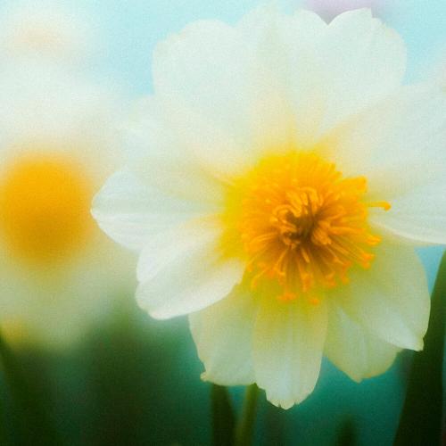 FOR YOUR LOVE - VIRANA, LOSTTOWER