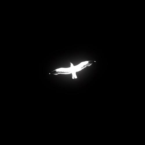 VIZHU , Afterthought - Птички