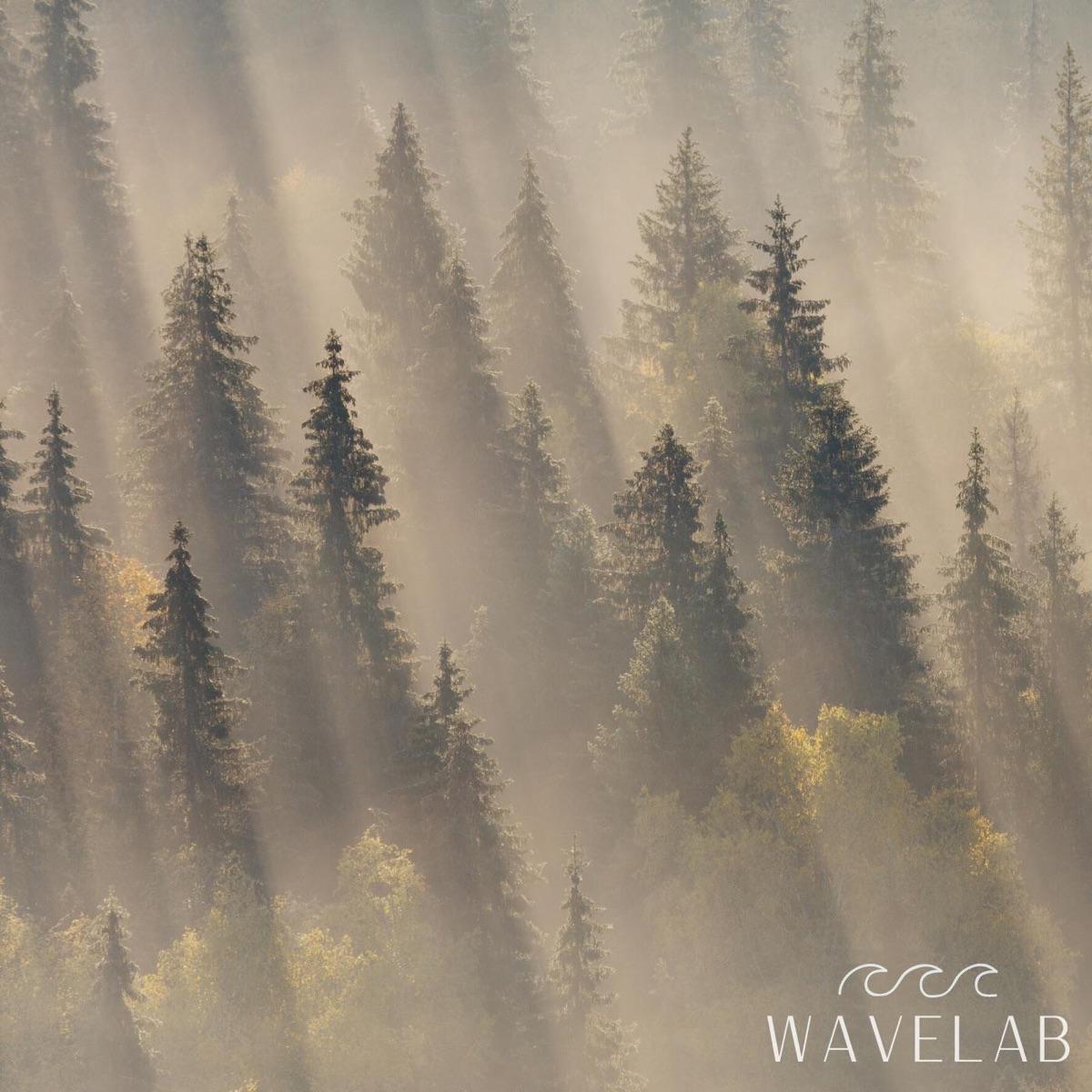 Forest Mist (Spa) - WAVELAB