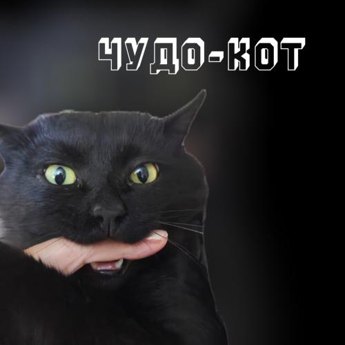 Чудо-кот - Яна Бирюкова
